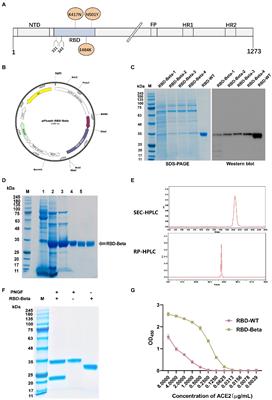 A bivalent subunit vaccine efficiently produced in Pichia pastoris against SARS-CoV-2 and emerging variants